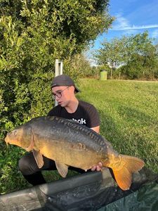 Mirror Carp