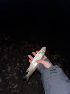 Fallfish
