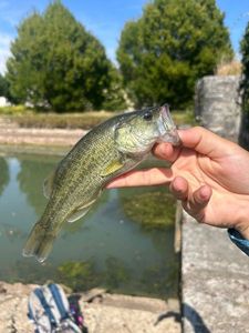 Largemouth Bass