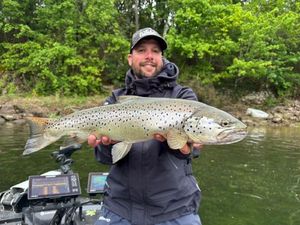 Lake Trout
