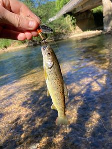 Brown Trout