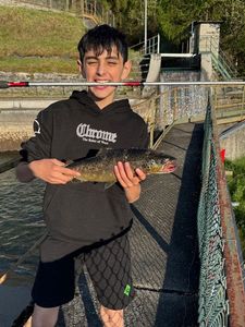 Brown Trout