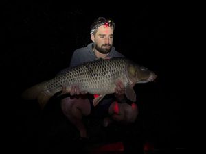 Common Carp