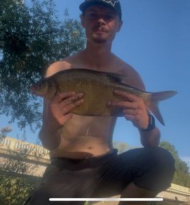 Common Bream