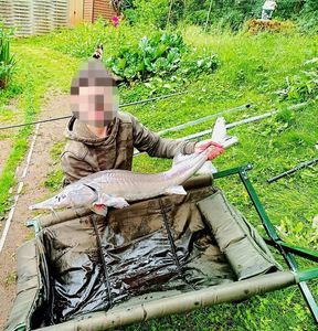 Sturgeon