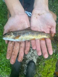 Brown Trout