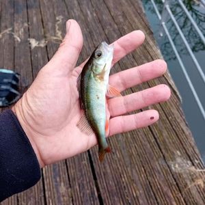 European Perch