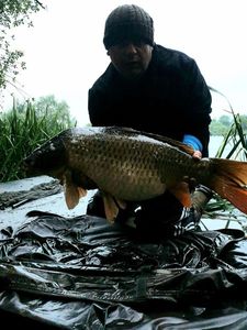 Mirror Carp