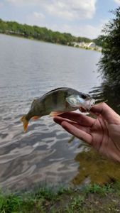 European Perch