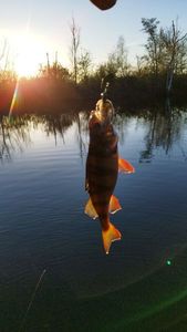 European Perch