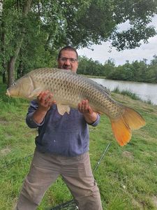Common Carp