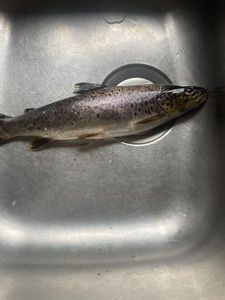 Brown Trout