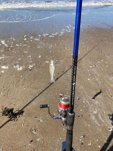 European Bass (Seabass)