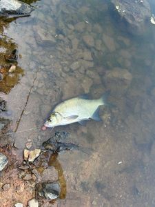 Common Bream