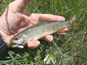 Brook Trout