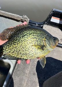 Black Crappie