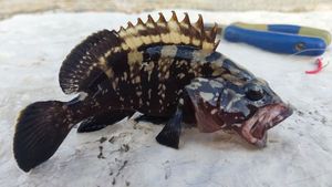 Brown Grouper (Dusky)