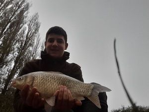 Crucian Carp