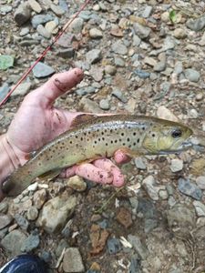 Brown Trout