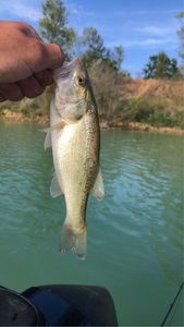 Largemouth Bass