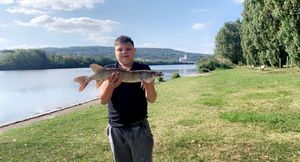Common Bream