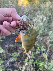 European Perch