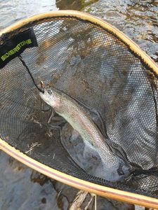 Rainbow Trout