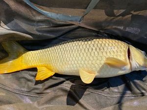 Common Carp