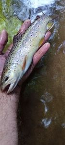 Brown Trout