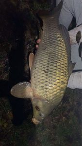 Mirror Carp