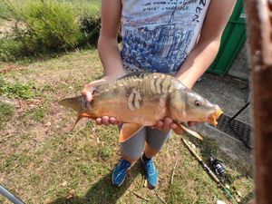 Mirror Carp