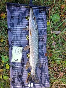 Northern Pike