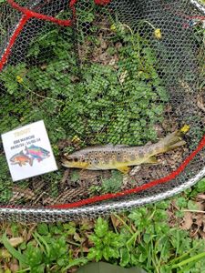 Brown Trout
