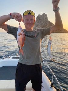 Mackerel