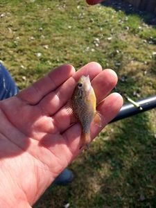 Redear Sunfish