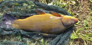 Tench