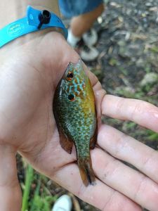 Green Sunfish