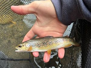 Brown Trout