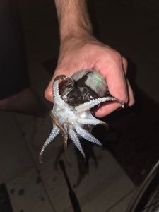 Common Cuttlefish