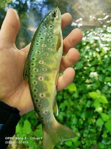 Brown Trout