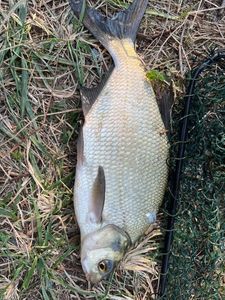 Common Bream