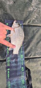 Crucian Carp