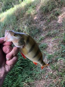 European Perch