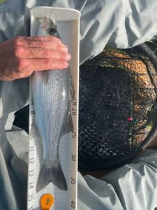 European Bass (Seabass)