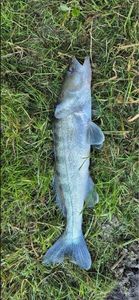 Zander
