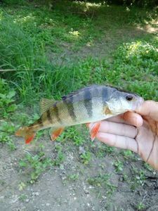 European Perch