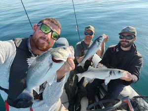 European Bass (Seabass)