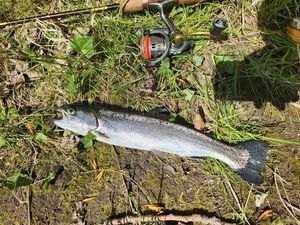 Rainbow Trout