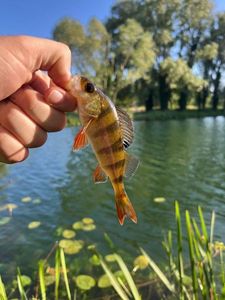European Perch