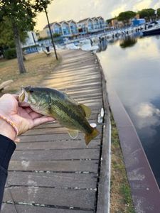 Smallmouth Bass